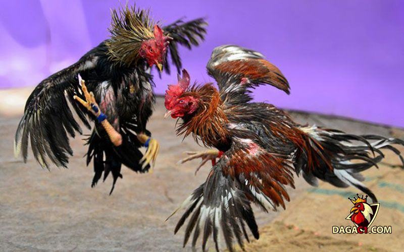 các giống gà đá ở Việt Nam