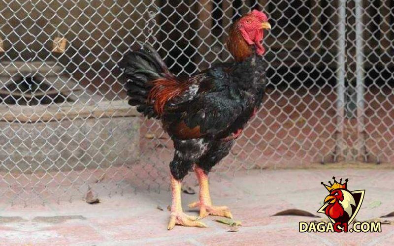 Các giống gà mới ở Việt Nam