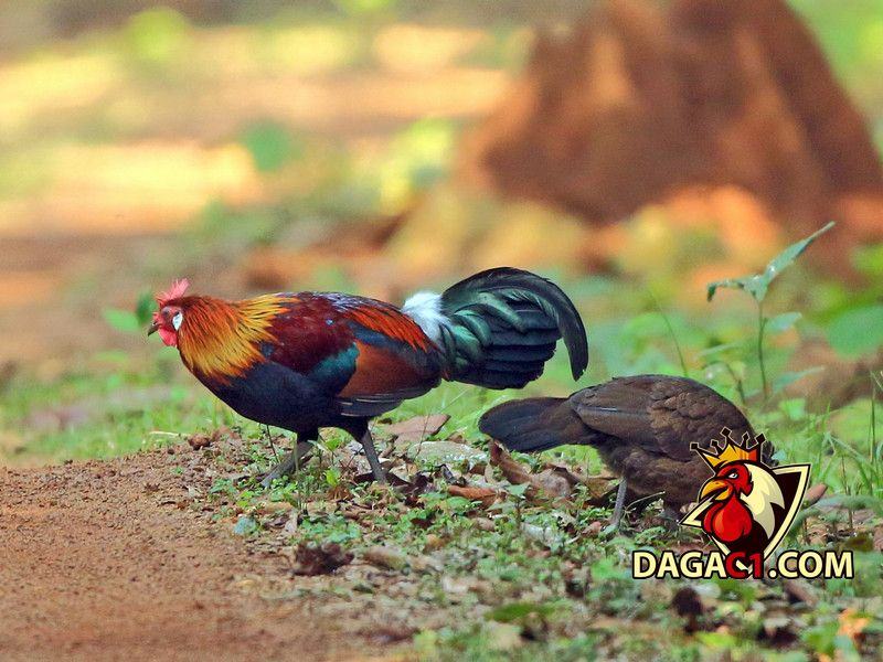 Các loại gà ở Việt Nam
