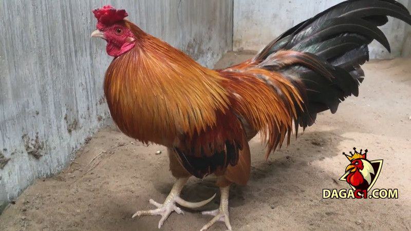 Các loại gà ở Việt Nam