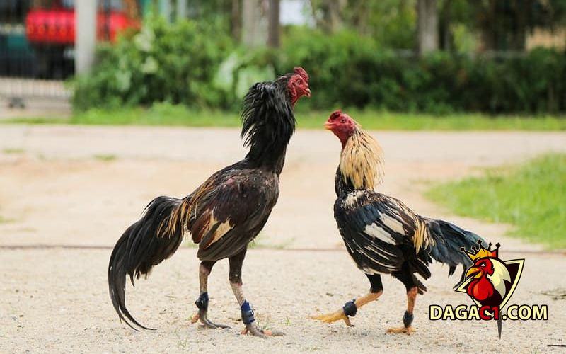 Cách chọn gà đá cựa sắt hay