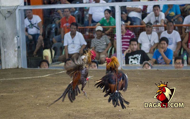 Cách chọn gà đá cựa sắt hay