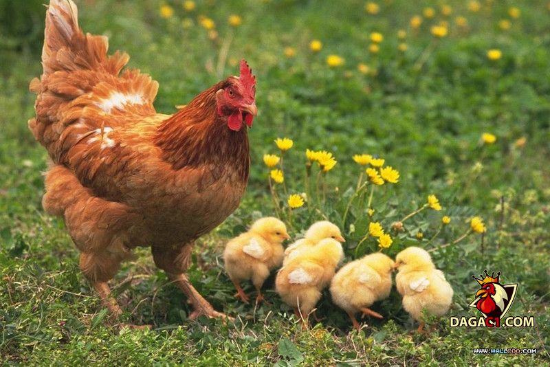 Cách đúc gà chọi