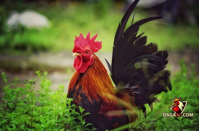 Cách đúc gà chọi