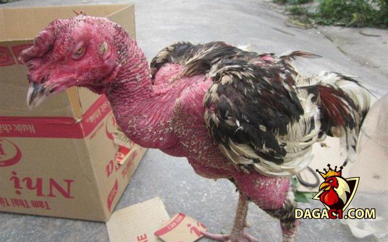 Cách làm cho đuôi gà dài