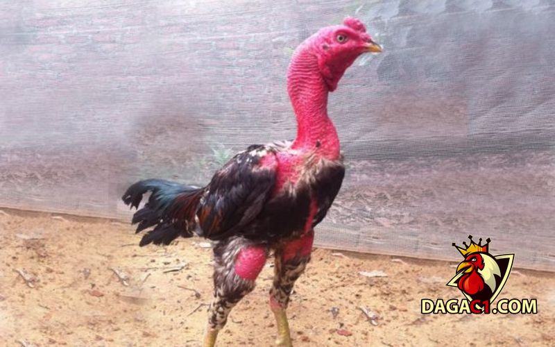 Cách làm cho đuôi gà dài