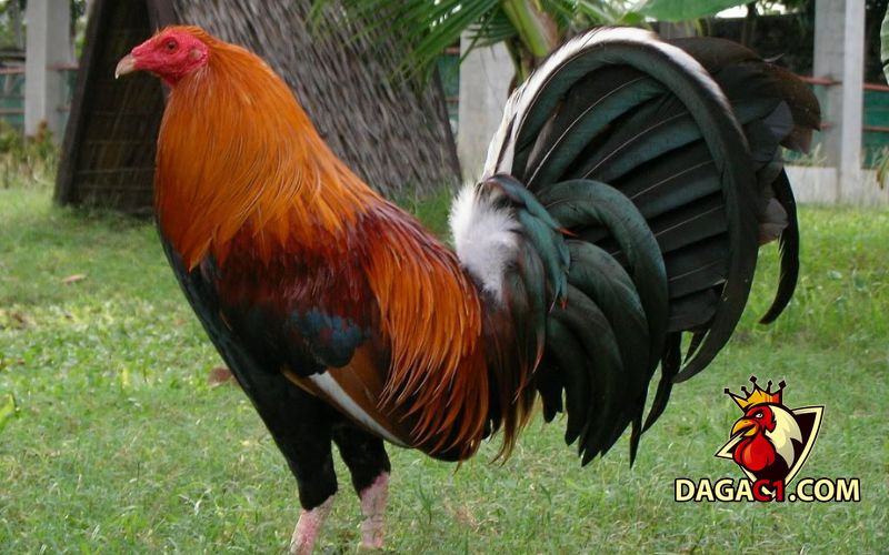 Cách làm cho đuôi gà dài