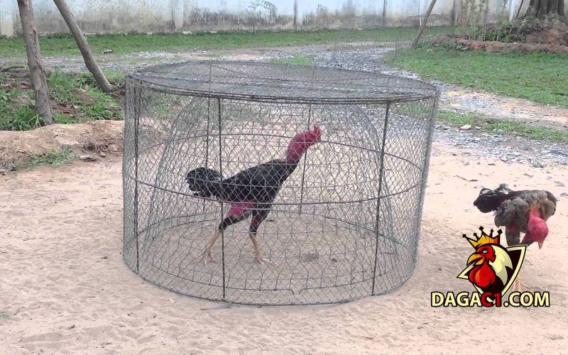 Cách làm cho gà chọi máu chiến