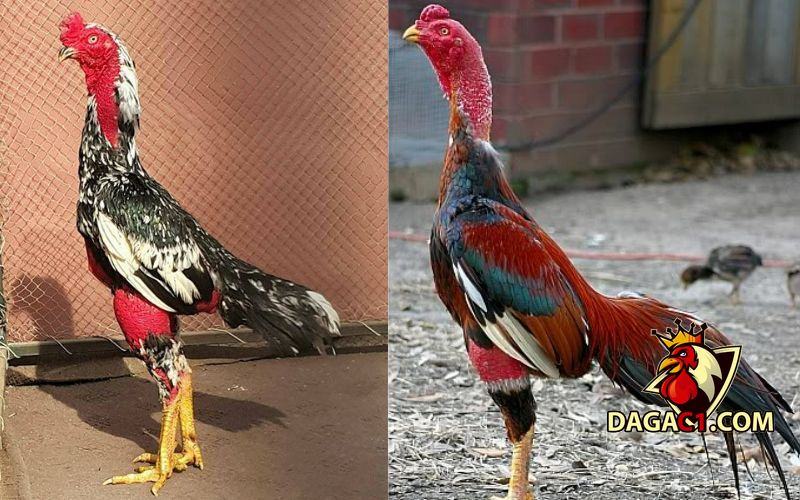 Cách làm cho gà chọi máu chiến