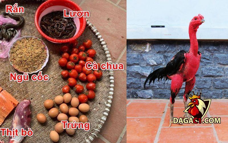 làm gà chọi máu chiến