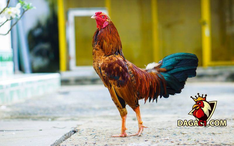 cách làm cho gà tre dạn