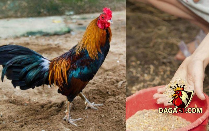 cách làm cho gà tre dạn