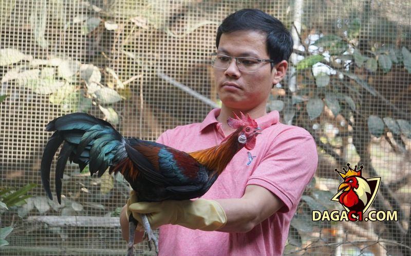 cách làm cho gà tre dạn
