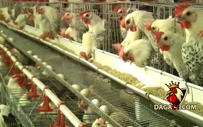cách làm chuồng gà đẻ trứng