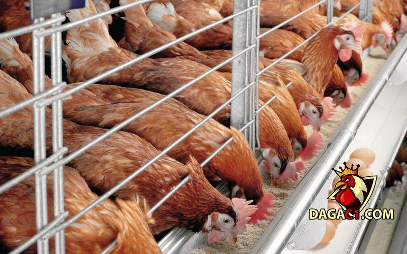 cách làm chuồng gà đẻ trứng