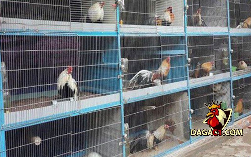 Cách làm chuồng nuôi gà rừng