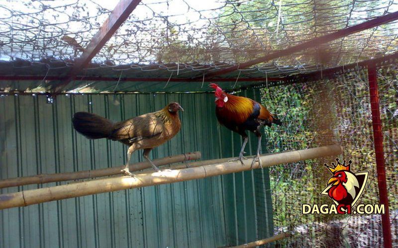 Cách làm chuồng nuôi gà rừng