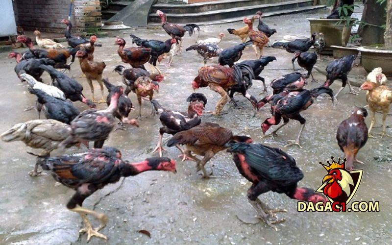 cách mua gà chọi con