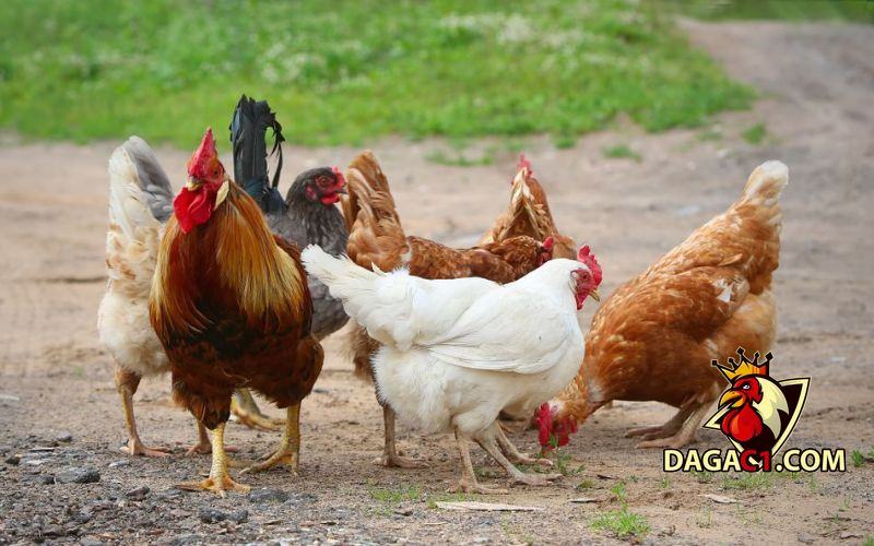 cách mua gà chọi con