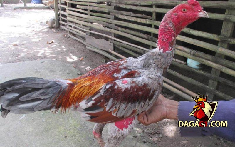 cách mua gà chọi con