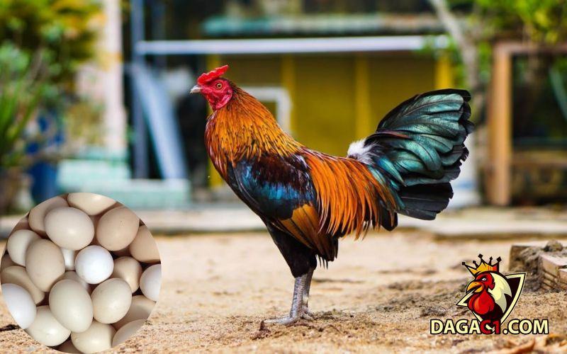 cách nuôi gà chọi đẻ