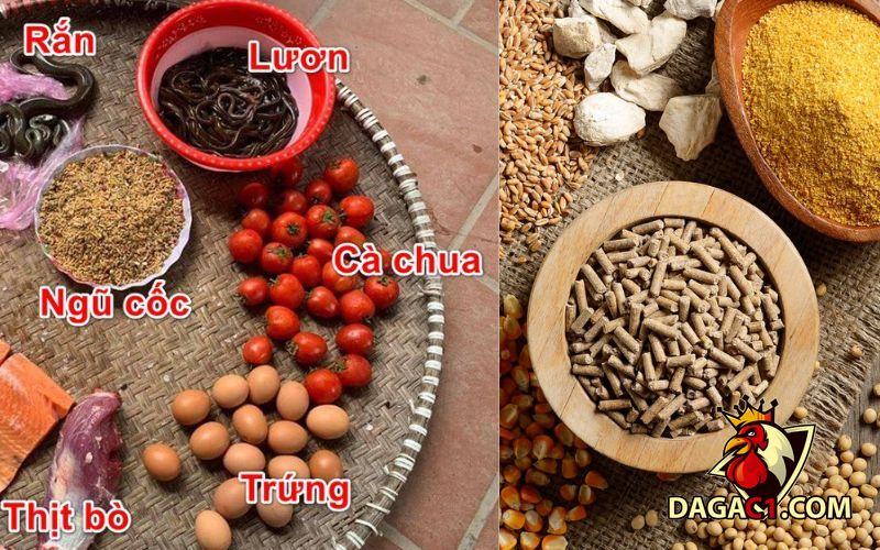 cách nuôi gà chọi đẻ