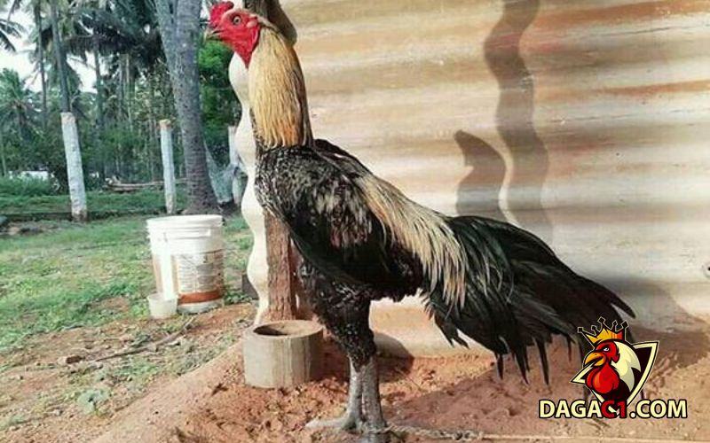 cách nuôi gà chọi đẻ
