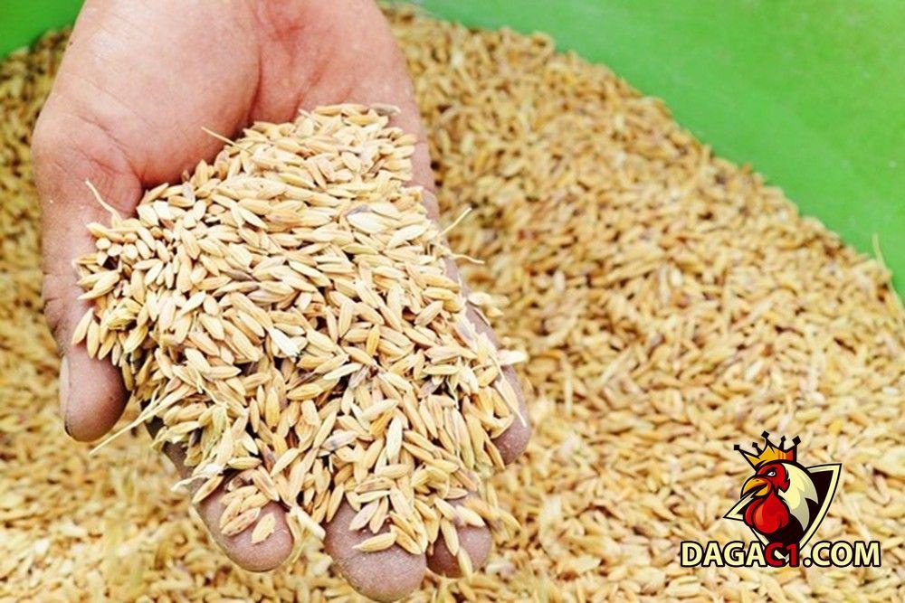 Cách nuôi gà chọi ra trường