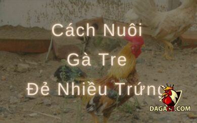 cách nuôi gà tre đẻ nhiều trứng