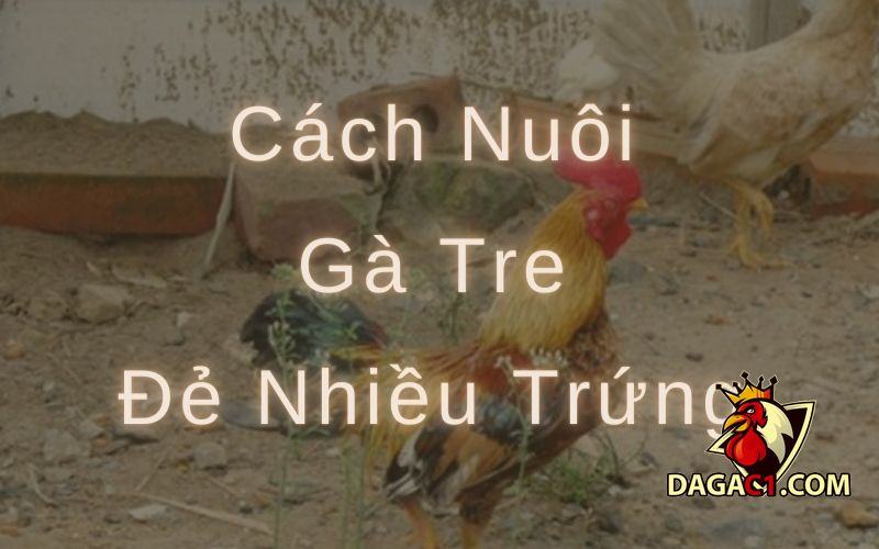 cách nuôi gà tre đẻ nhiều trứng