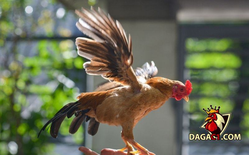 cách nuôi gà tre đẻ nhiều trứng
