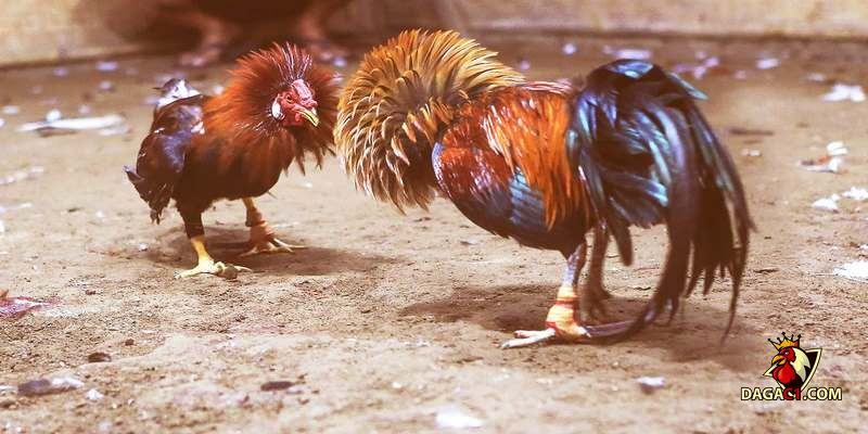 cách thả gà đá cựa sắt
