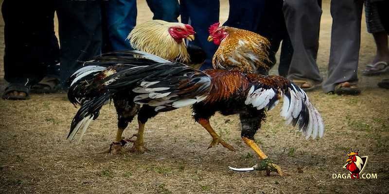 cách thả gà đá cựa sắt