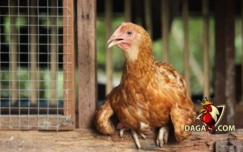 cách trị bệnh gà ủ rủ