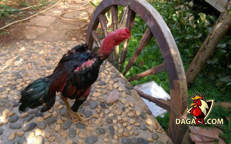 cách trị bệnh gà ủ rủ
