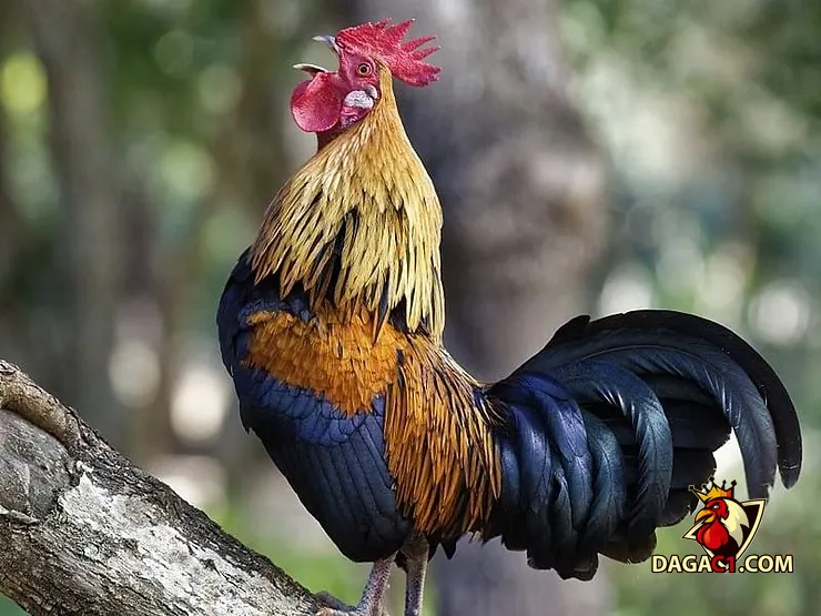con gà gáy dài nhất thế giới