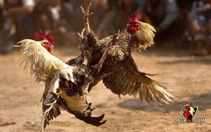 đá gà cựa sắt miền Tây Nam Bộ