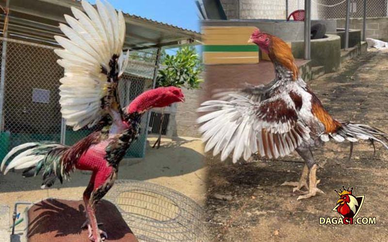 đá gà cựa sắt miền Tây Nam Bộ