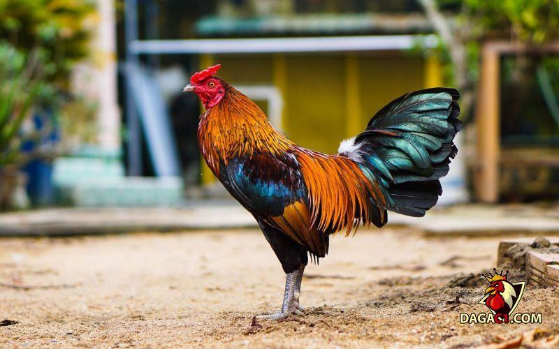đá gà cựa sắt miền Tây Nam Bộ