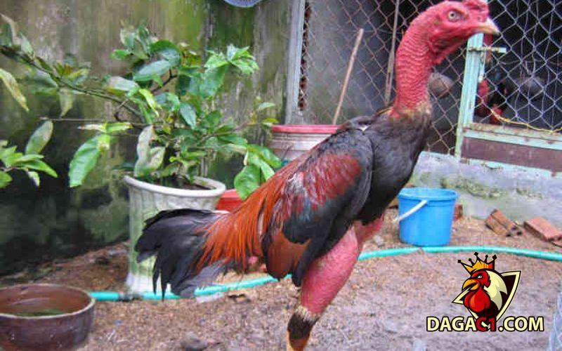 Đá gà Philippin
