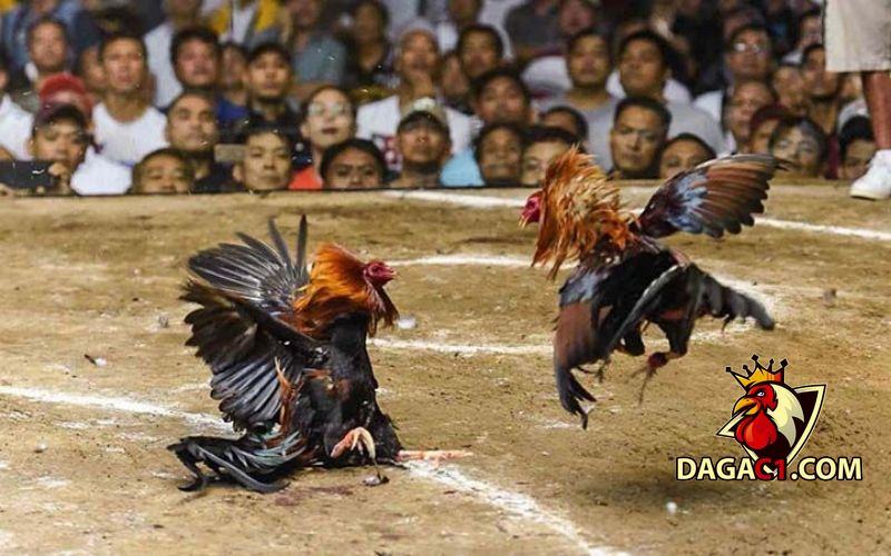 Đá gà tiền lớn