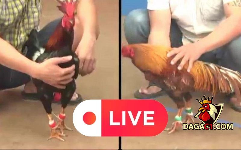 Đá gà tiền lớn