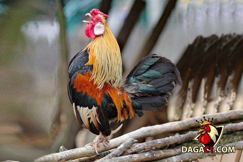Đá gà tre mới