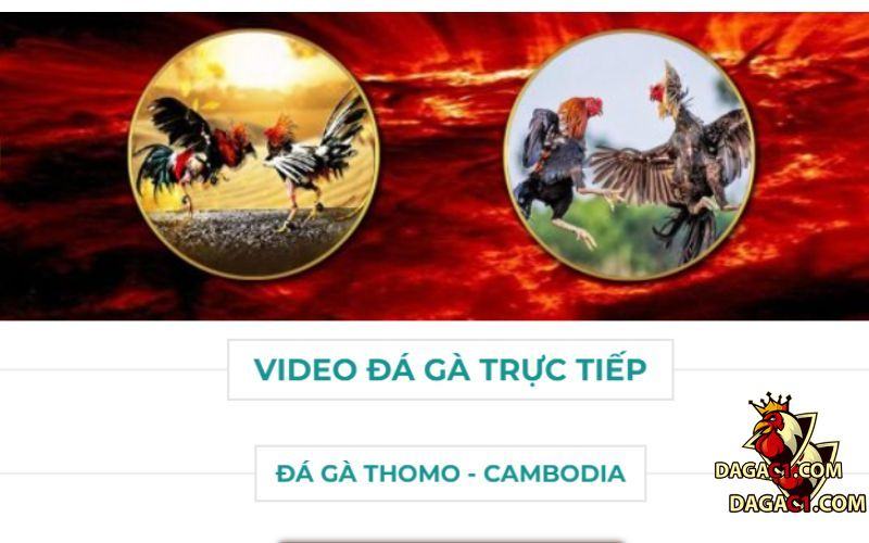 Điều khoản & dịch vụ