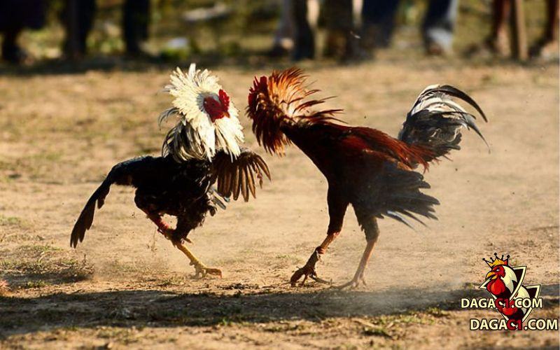 Điều khoản & dịch vụ