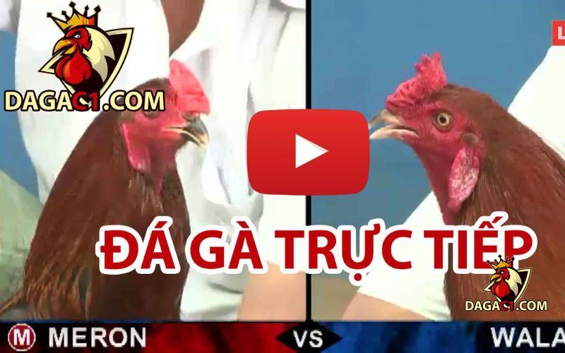 Điều khoản & dịch vụ