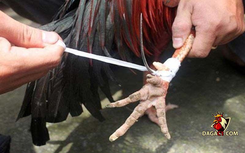 gà 1kg đá cựa bao nhiêu