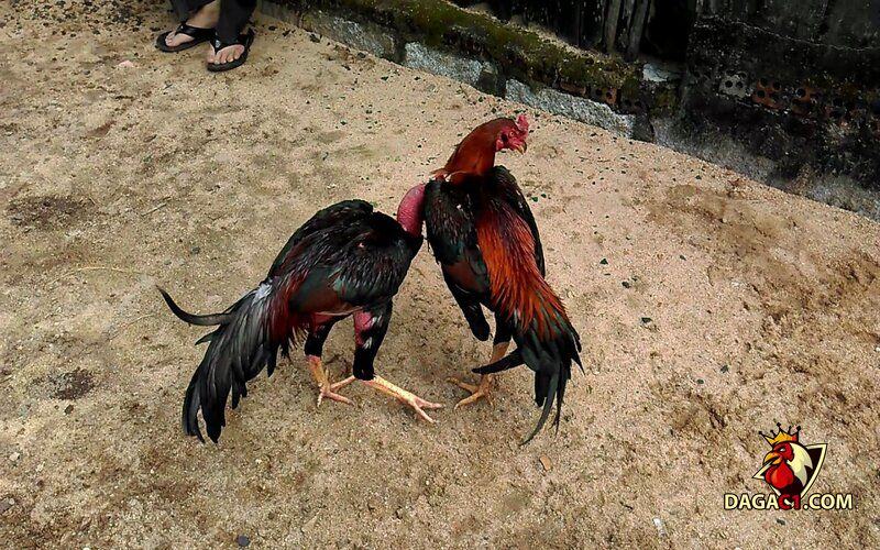 gà bạch đầu chỉ tốt hay xấu