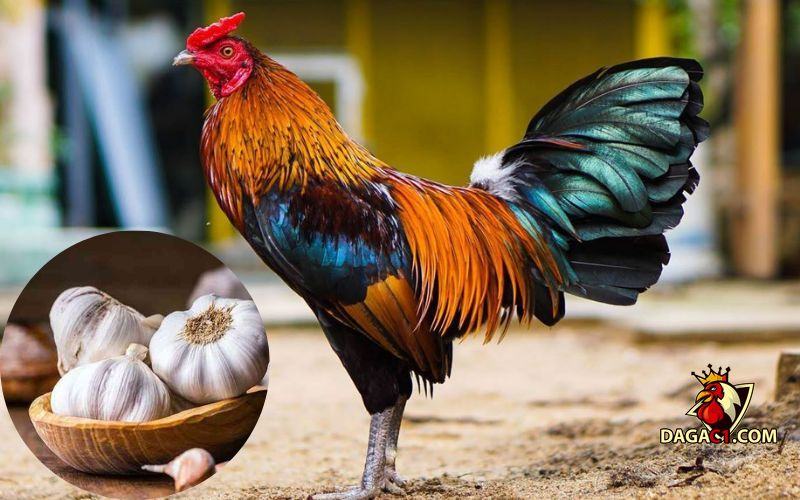 gà bị chướng diều đầy hơi