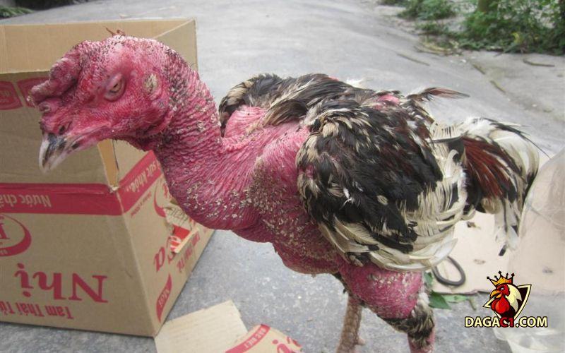 gà bị ké bầu diều